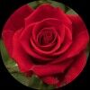 sparkling_roses